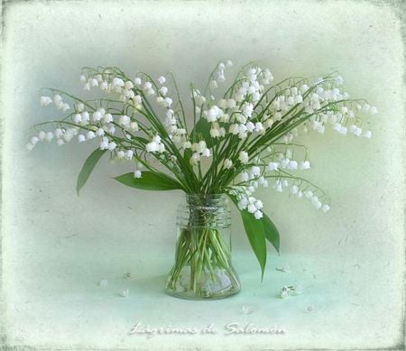 Still life - white, snow drops, nature, snowdrops, flowers, fantasy, flower