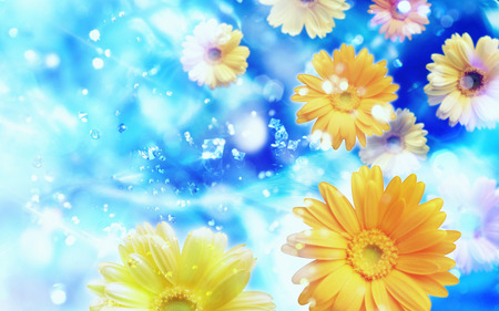 Gerber daisies flowers. jpg - flowers, floating sky, gerber