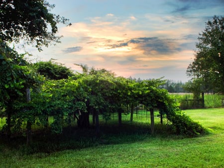 Natural scene - clouds, vines, fields, trees, sunset, grass