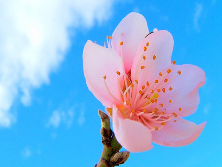 Cherry blossom - one, sky, flower, pink, clouds, single