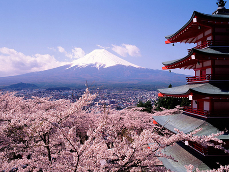 Cherry blossoms- redo - flowers, rooftops, serene, snow, pink, mountain