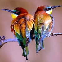 Beautiful Birds