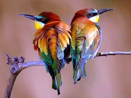 Beautiful Birds - colors, cool, beautiful birds