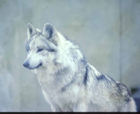 HANDSOME WOLF MAJESTIC - handsome, wolf, majestic, beautiful