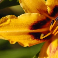 Yellow flowers