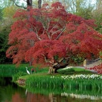  long island garden westbury tree colors reflection fall autumn