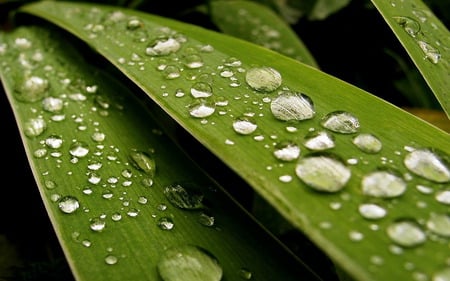 rain-drops - nature, autumn, hot, morning, rain-drops