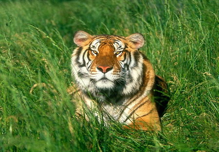 bengal-tiger - hot, cool, animals, bengal, tigers