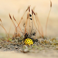 yellow-beetle