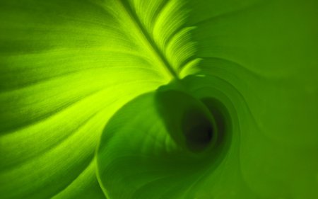 Green light - abstract, pattern, leaf, green laight