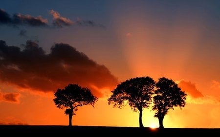 Tree silhouette - silhouette, trees, sunset