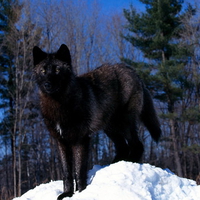 black-wolf