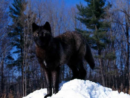 black-wolf - wolves, hot, snow, animals, kool, black