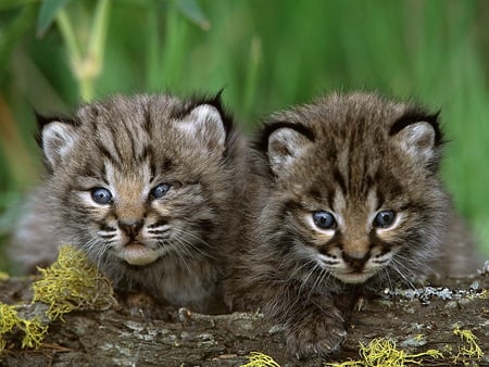 bobcat-kittens - kittens, hot, bobcat, cool, animals