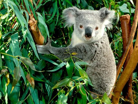 Ga Day Mate - cute, animals, bears, cuddly, bear, photography, koala, koala bears, trees, nature