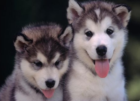 Pups - two, animals, duo, pair, huskys, twins, pups, dogs, siberian