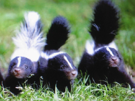 Get ready to spray,boys! - ready-to-spray, skunks, striped