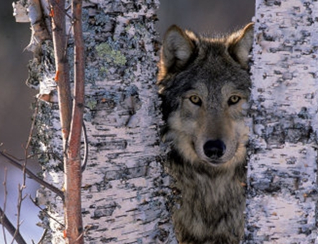 Stealth - lobo, trees, animals, wild dogs, wolves, wolf, nature, watching, alert