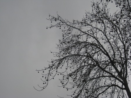 Cloudy Day - cloudy, tree, bare, stormy, gray