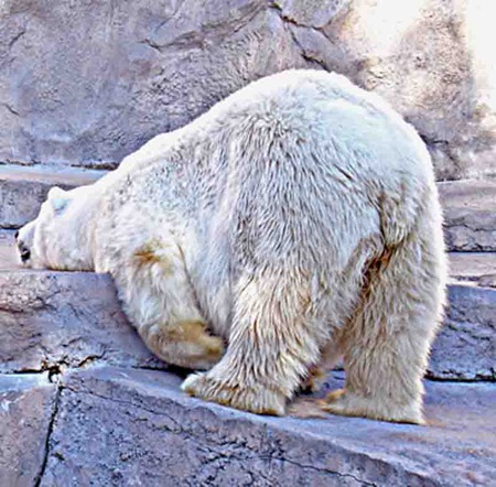 Sleeping - bear, polar bear, sleeping bear