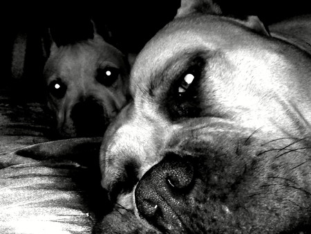 Pit bulls lounging - pit bull, pit-bull, dogs, pit bulls