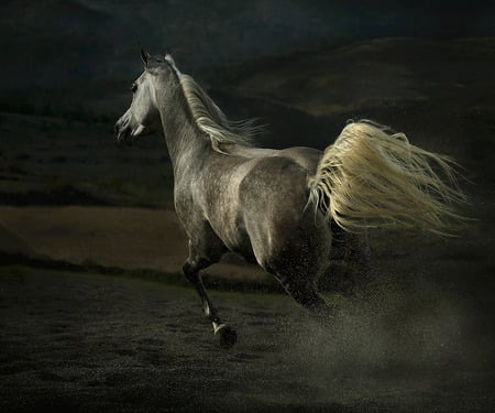 He is Free - animals, black, white, free, dark, grey, horse, beautiful, animal, stallion, arabian