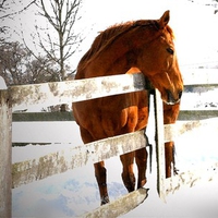 AT THE FENCE