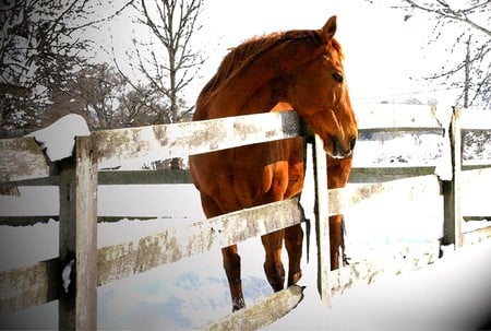 AT THE FENCE - wooden, winter, fence, horse