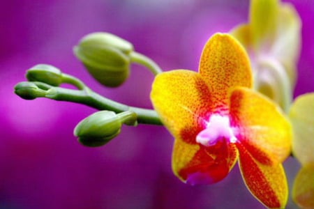 Rare Beauty - nature, yellow, orchids, beauty, flower