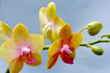 Beauty - orchids, flower, yellow, nature