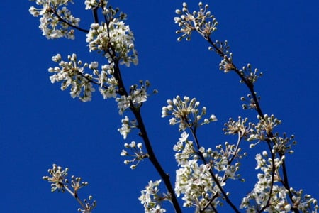 Alone - sky, white flower, blue, spring