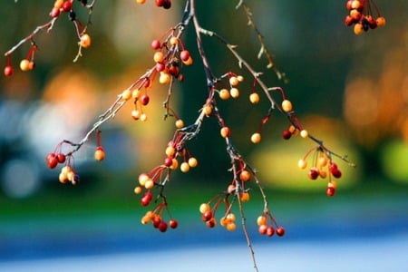 Berries - nature, rosehips, branch, berries, wild berries