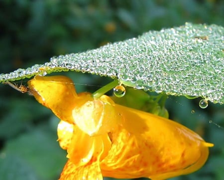 Jelly weed - green leaf, yellow, dew, jelly, weed