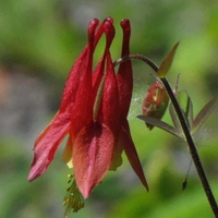 Bat Flower