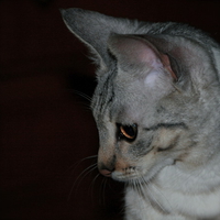 Profile of a silver savannah cat