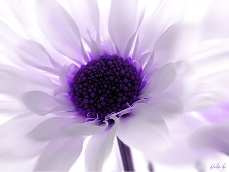 Blue Chrysanthemum.jpg - neon, purple, chrysanthemum, blue