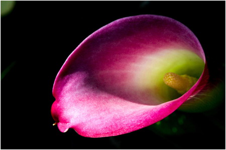 Trumphet - calla lily, nature, purple, majestic, beauty, flower, sweet