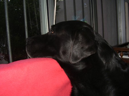 Ron meditando - labrador, negro