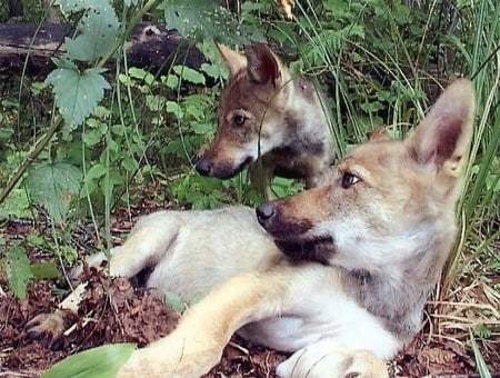 MOTHER WOLF AND SON RESTING - mom, with, cute, adorable, pup