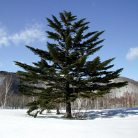 TOP 5 WINTER WALLPAPERS..(5)