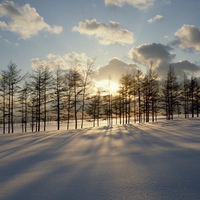 WINTER WALLPAPER