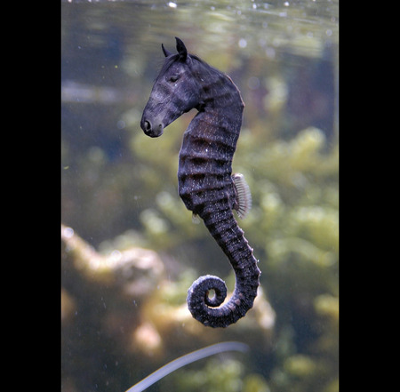 Sea-Horse - cool, hot, animals, fish, wierd, sea-horse