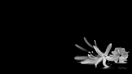 In BlackandWhite 1B - white, simple, firefox persona, black, widescreen, flower