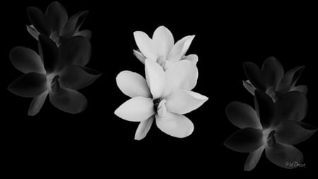 In the Shadows - white, simple, black, widescreen, shadow, flower