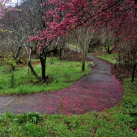 Sakura path