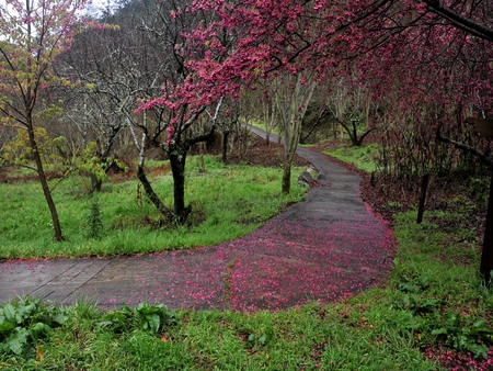 Sakura path - path, sakura