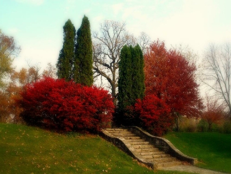 Stairs - stairs, tree