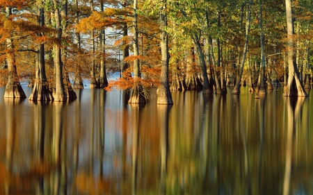 3D Windows7 Wallpaper - nice, autumn, trees, water, leaf, lakes, lagoons, reflections, brown, amazing, cool, reflected, orange, green, rivers, landscapes, plants, gold, mirror, red, beautiful, leaves, seasons, awesome, bamboo