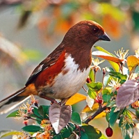 Female Rufous