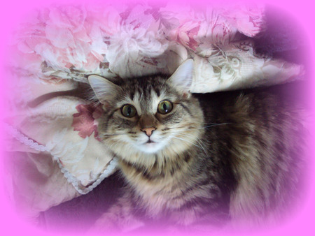 Lady - sabrina, mackerel tabby, my lady, kitten, goldy green eyes, maine coon mix